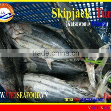 FROZEN SKIPJACK TUNA WHOLE ROUND