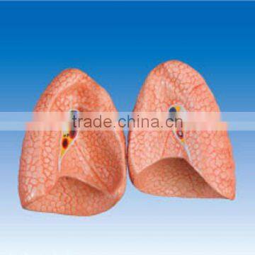 Lungs model