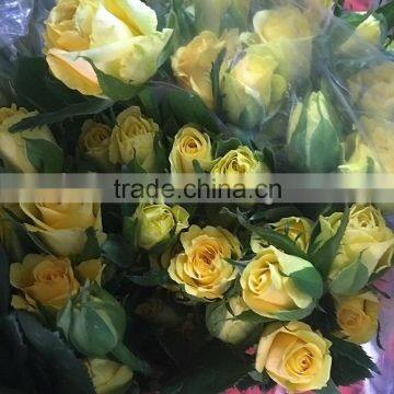 Durable sprayed rose fresh yellow rose flowers