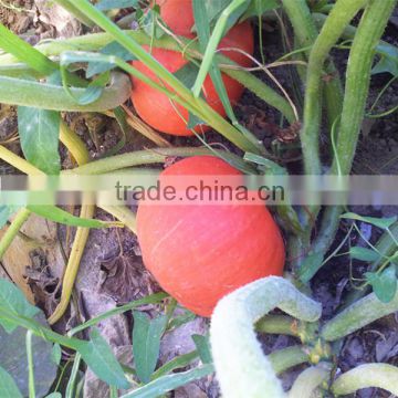 Orange Sun 5 best resistance orange skin Hybrid Pumpkin Seeds