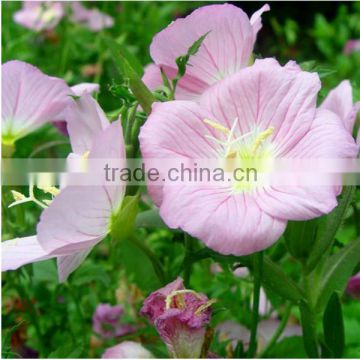 100% natural evening primrose