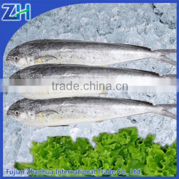 Hot Sale Frozen Whole Round Mahi Mahi For Market 2015