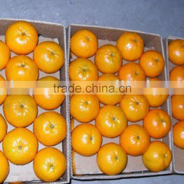 Kinnow "Mandarin" Special Offer for IRAN Buyers