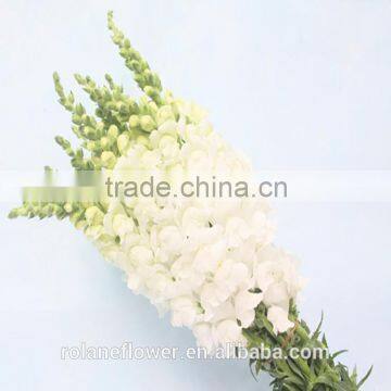 china wholesale fresh cut white color antirrhinum flowers from yunnan