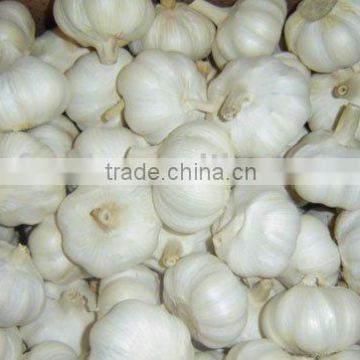 fresh garlic