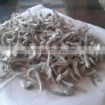 dried anchovy fish