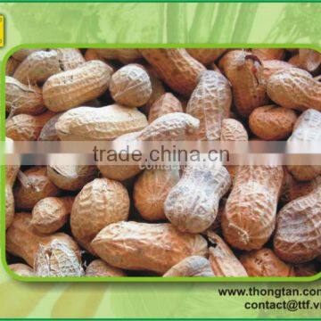 Vietnam Peanut hight quality by Thongtanfood