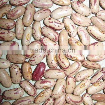 New crop light speckel kidney beans