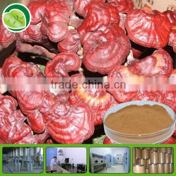 ganoderma lucidum reishi mushroom lingzhi extract powder