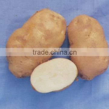 2015 sell fresh potatos market export to dubai