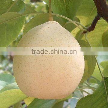 good taste and high quality crown pear from hebei