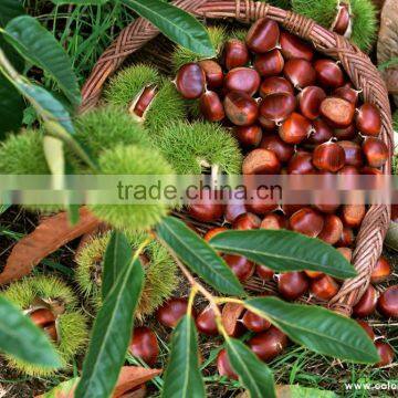 40-60 Fresh Raw Chestnut to Turkey Market