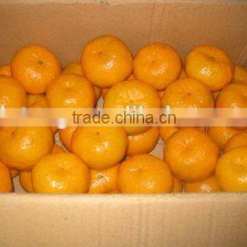 Fresh Mandarin Orange With Factory Wholesales Price photo-5