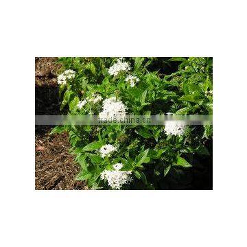 Pentas lanceolata alba (Pentas White)