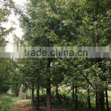 Ginkgo Biloba L
