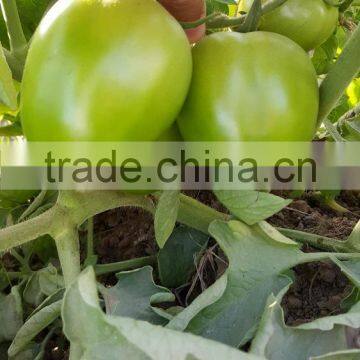 ROCKY F1 Hybrid Tomato Seeds