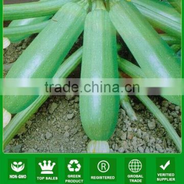 NSQ10 Jintan Hybrid long shape zucchini seeds