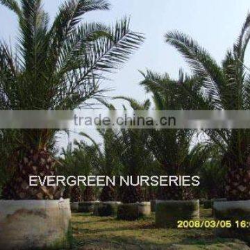 phoenix canariensis