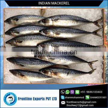 Fresh Frozen Indian Mackerel Fish IQF