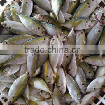 Frozen Gold Line Horse Mackerel