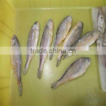 yellow fish and quality kinds of fish seafood