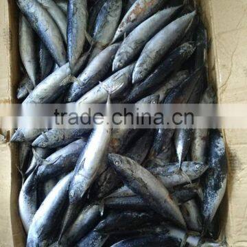 Frozen Tuna 150-200 Grams Small Size for Canning photo-2