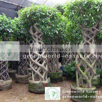 Ficus big bottle shape