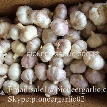 4.5cm 5cm 5.5cm Normal White Garlic Small Packing 1n 10kg Carton Box photo-5