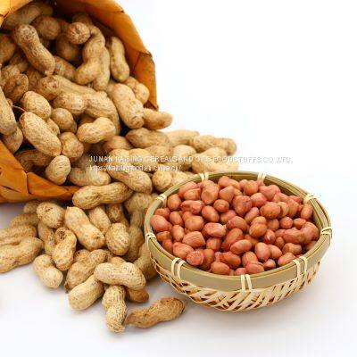 HIGH QUALITY BLANCHED PEANUT KERNELS 35/39 BY JUNAN KAIBING photo-5