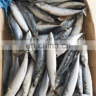 Whole Round Pacific Mackerel Fish Chub Mackerel Scomber Japonicus