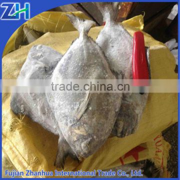 frozen Parastromateus niger black pomfret fish