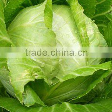 VIETNAM FRESH CABBAGE photo-3