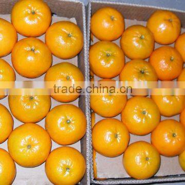 Citrus from Pakistan