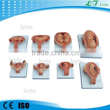 XC-414A The Development Process for Fetus fetal development model