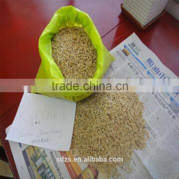 feed barley from Russia