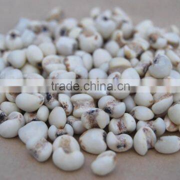 Coix seeds