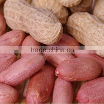 chinese haihua peanut kernel