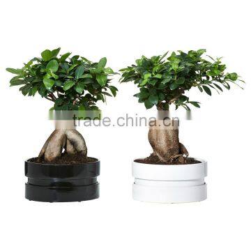 100g-2000g Ficus Ginseng