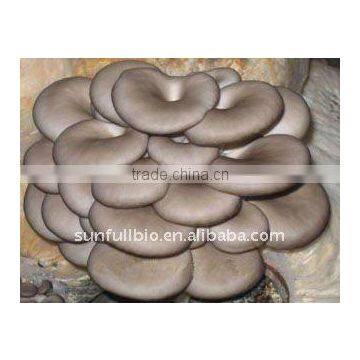 Oyster Mushroom Straight Powder