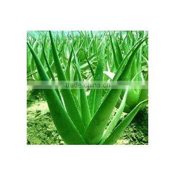 Aloe Vera Gel Dried Powder 100:1