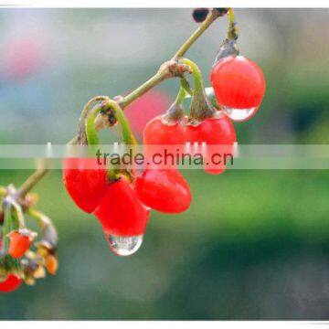 NingXia Bulk Dried Goji Berries photo-4