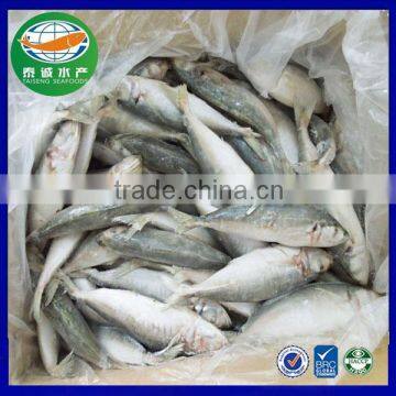 New Landing Frozen Round Scad Seafood for Tuna Bait