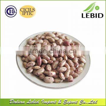 Cranberry Beans Light Speckled Kidney Beans Round Shape