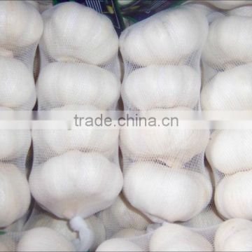 Garlic/Natural garlic import export business opportunity