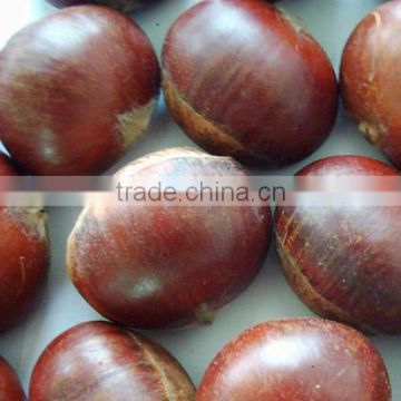 Fresh Chestnut in Bag Package. MOQ:1X40FCL. photo-5