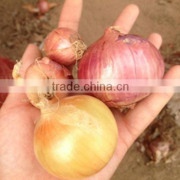 Fresh Onion Export to Dubai