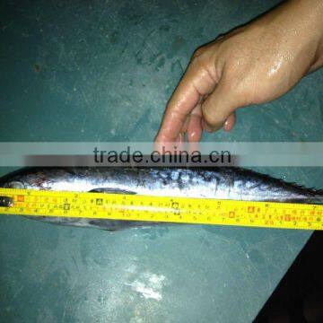 Frozen Skipjack Bonito tuna for Sri Lanka