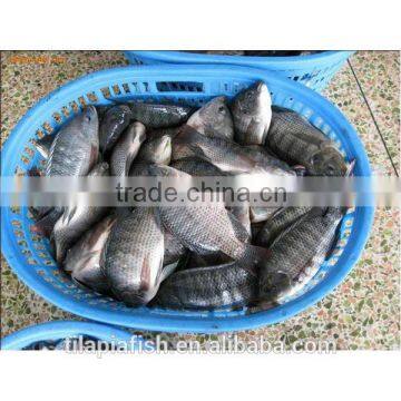 Farm raised taiwan tilapia for sale