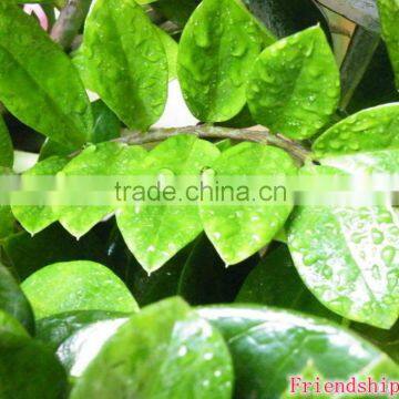 Natural Zamioculcas Zamiifolia for Indoor Ornamental Decorative Bonsai Plants