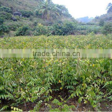 Carambola Fruit tress Seedling